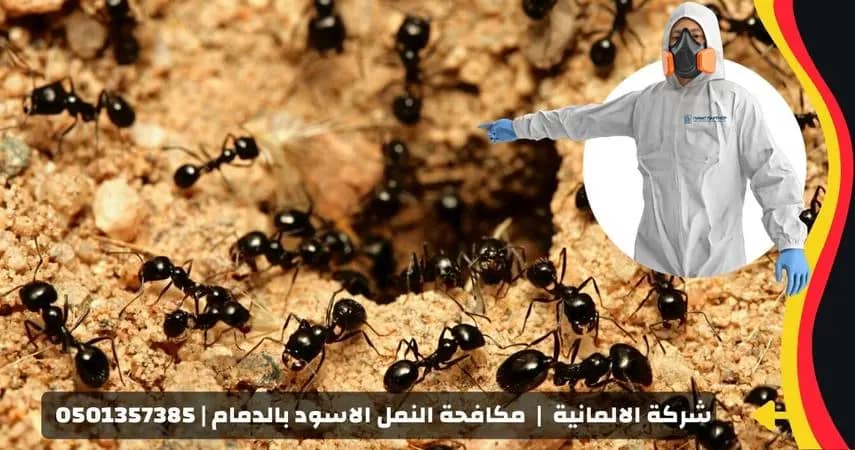 شركة مكافحة النمل الأسود بالدمام